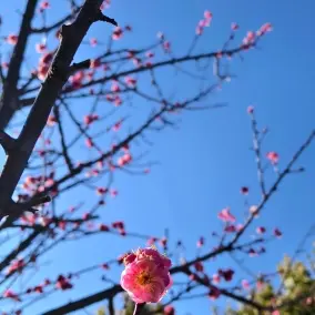 日尼禾尔一昵称大头