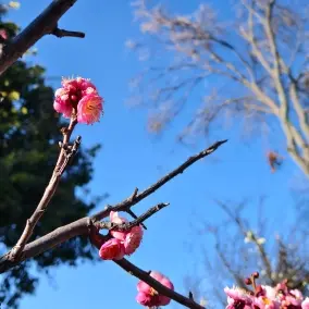 日尼禾尔一昵称大头